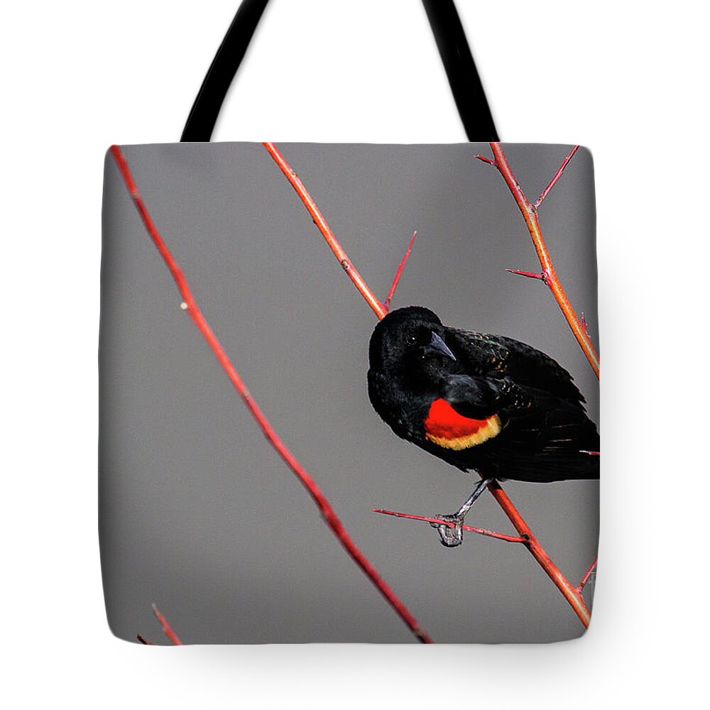 Red-winged Blackbird Tote Bag featuring the photograph Red Twigs by Jim Garrison