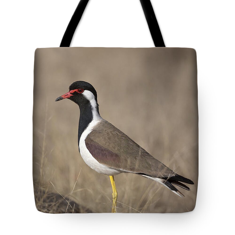 Red-wattled Lapwing Tote Bag featuring the photograph Red-wattled Lapwing by Bernd Rohrschneider/FLPA