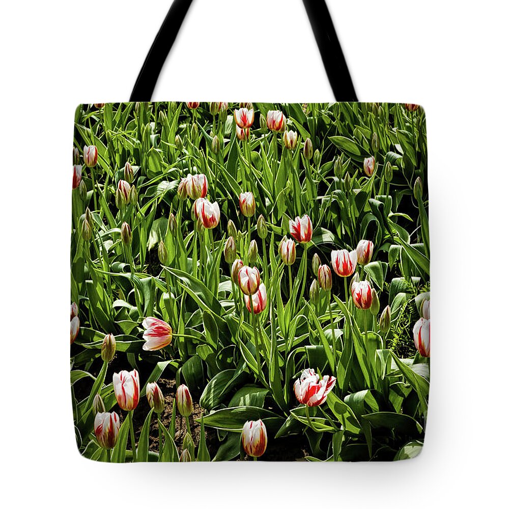 Red White And Green Tote Bag featuring the photograph Red White and Green by Jon Burch Photography