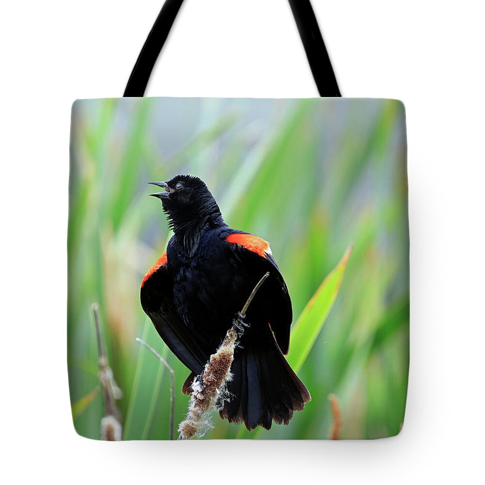 Bird Tote Bag featuring the photograph Red-winged Blackbird at Miner's Marsh, Nova Scotia by Gary Corbett
