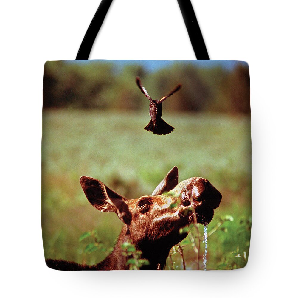 Moose Tote Bag featuring the photograph Red-Winged Blackbird Attacking Moose by Ted Keller