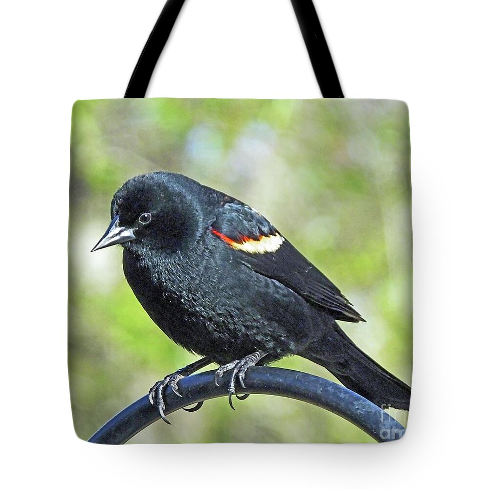 Wildlife Tote Bag featuring the photograph Red Winged Blackbird Perched 2 by Lizi Beard-Ward