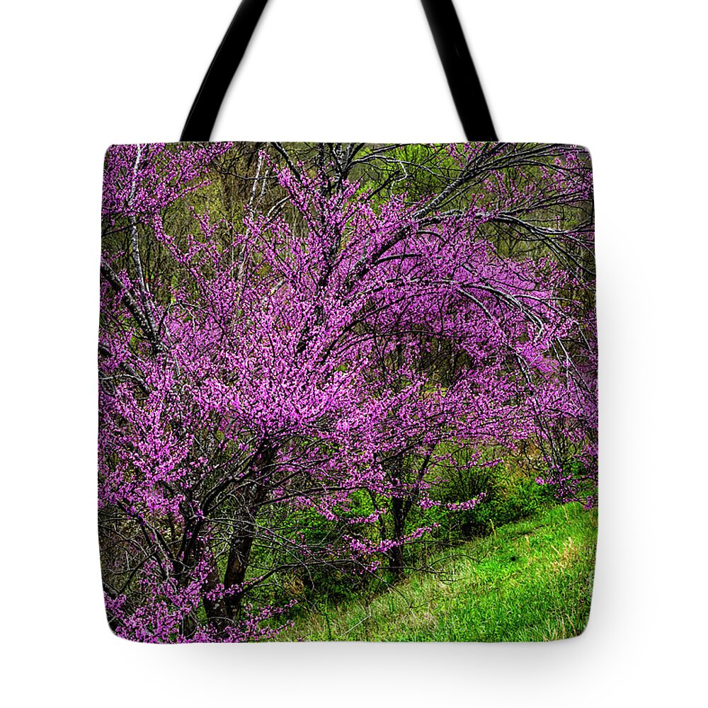 Spring Tote Bag featuring the photograph Redbud and Path by Thomas R Fletcher