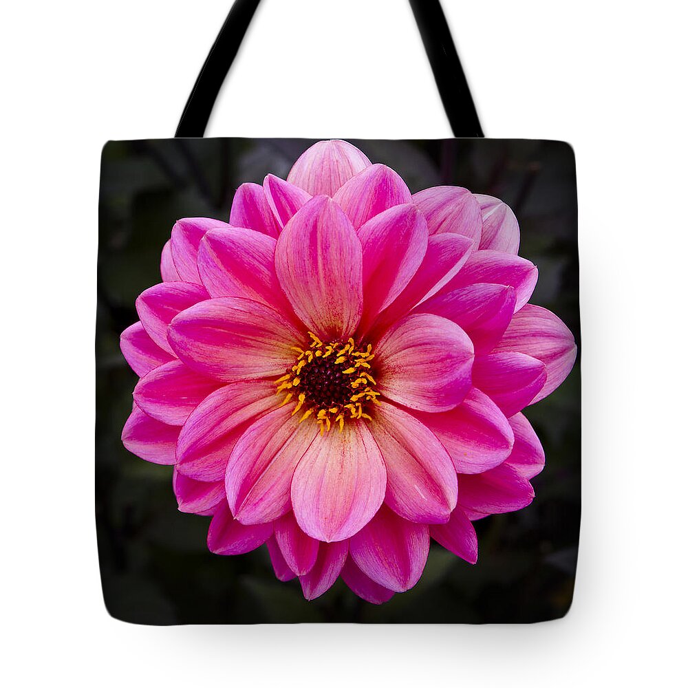 Red Tote Bag featuring the photograph Reddish Dahlia by Ken Barrett