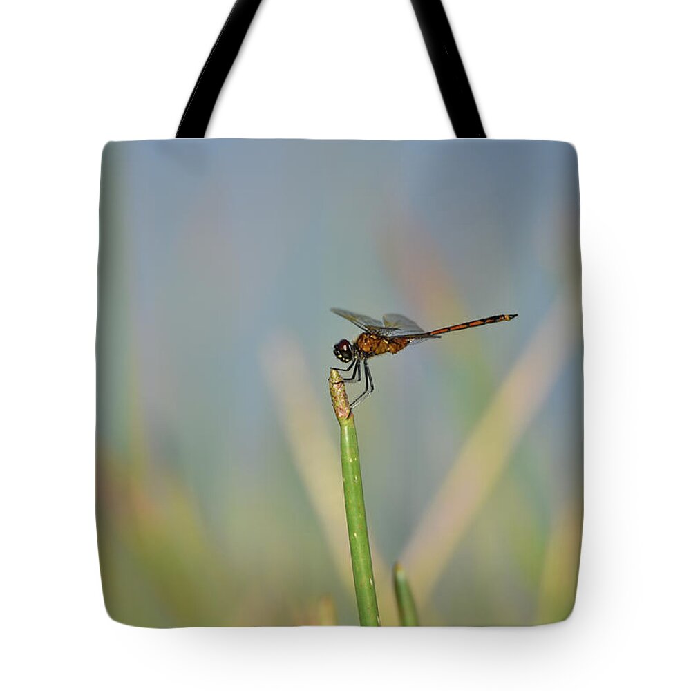 Dragonfly Tote Bag featuring the photograph Reddish Dragonfly on a Grassy Blue Background by Artful Imagery