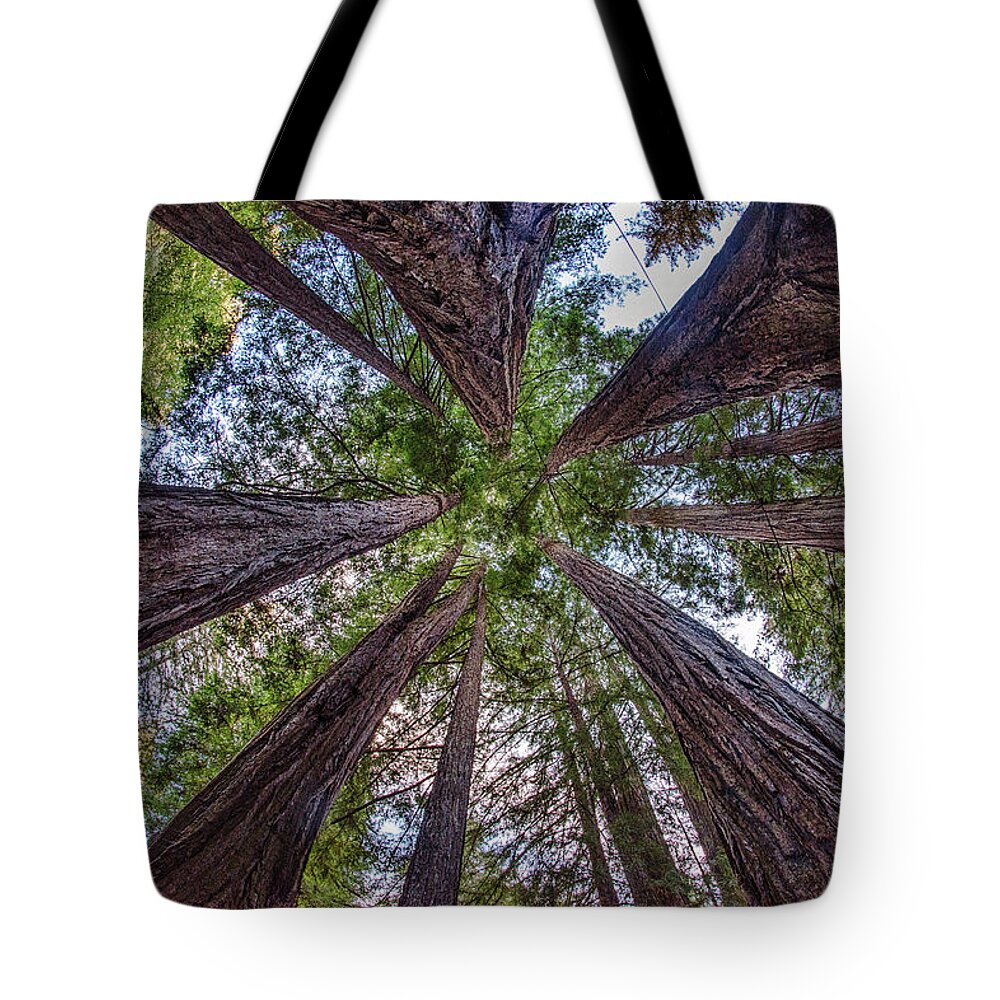 Redwood Tote Bag featuring the photograph Redwood Canopy by Bill Roberts