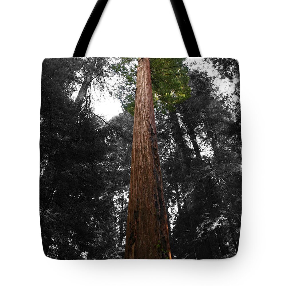 Unique Tote Bag featuring the photograph Redwood by Dylan Punke