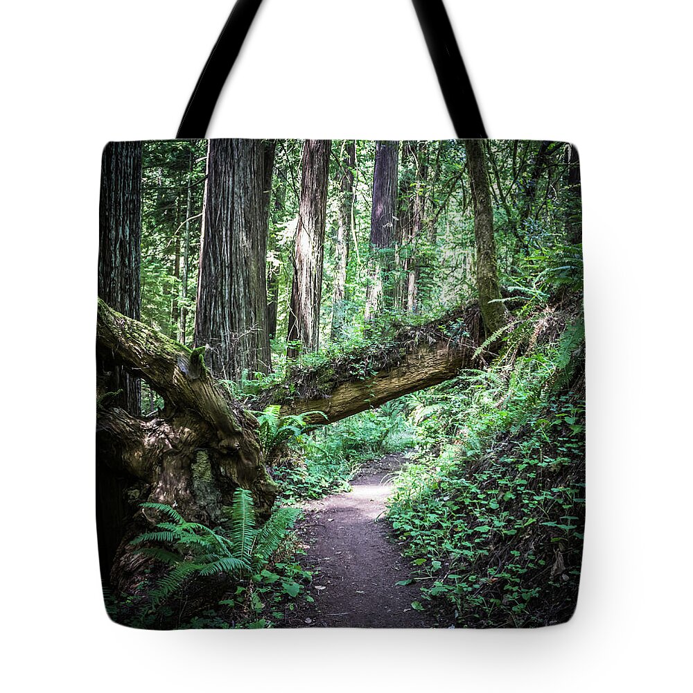 Redwood Forest Tote Bag featuring the photograph Redwood Forest by Elaine Webster