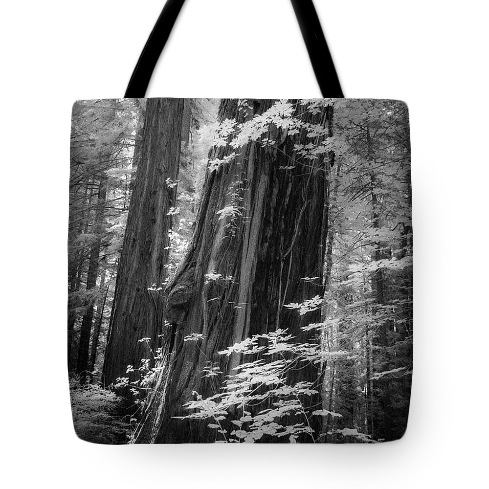 California Tote Bag featuring the photograph Redwood Trunk by Craig J Satterlee