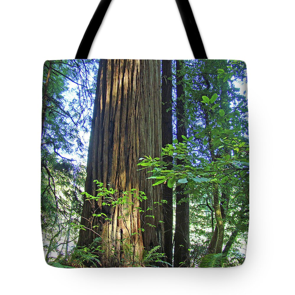 Redwood Tote Bag featuring the photograph Redwoods Forest Trees art prints Baslee Troutman by Patti Baslee