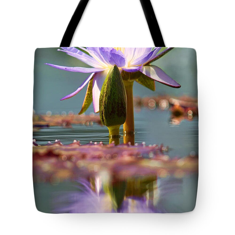 Water Lily Tote Bag featuring the photograph Regal Radiance by Leda Robertson