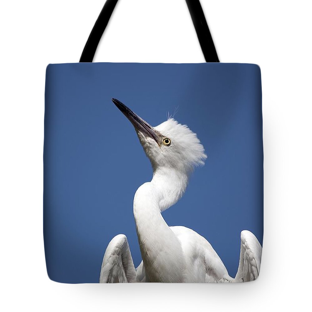 Birds Tote Bag featuring the photograph Regal Snowy Egret by Kenneth Albin
