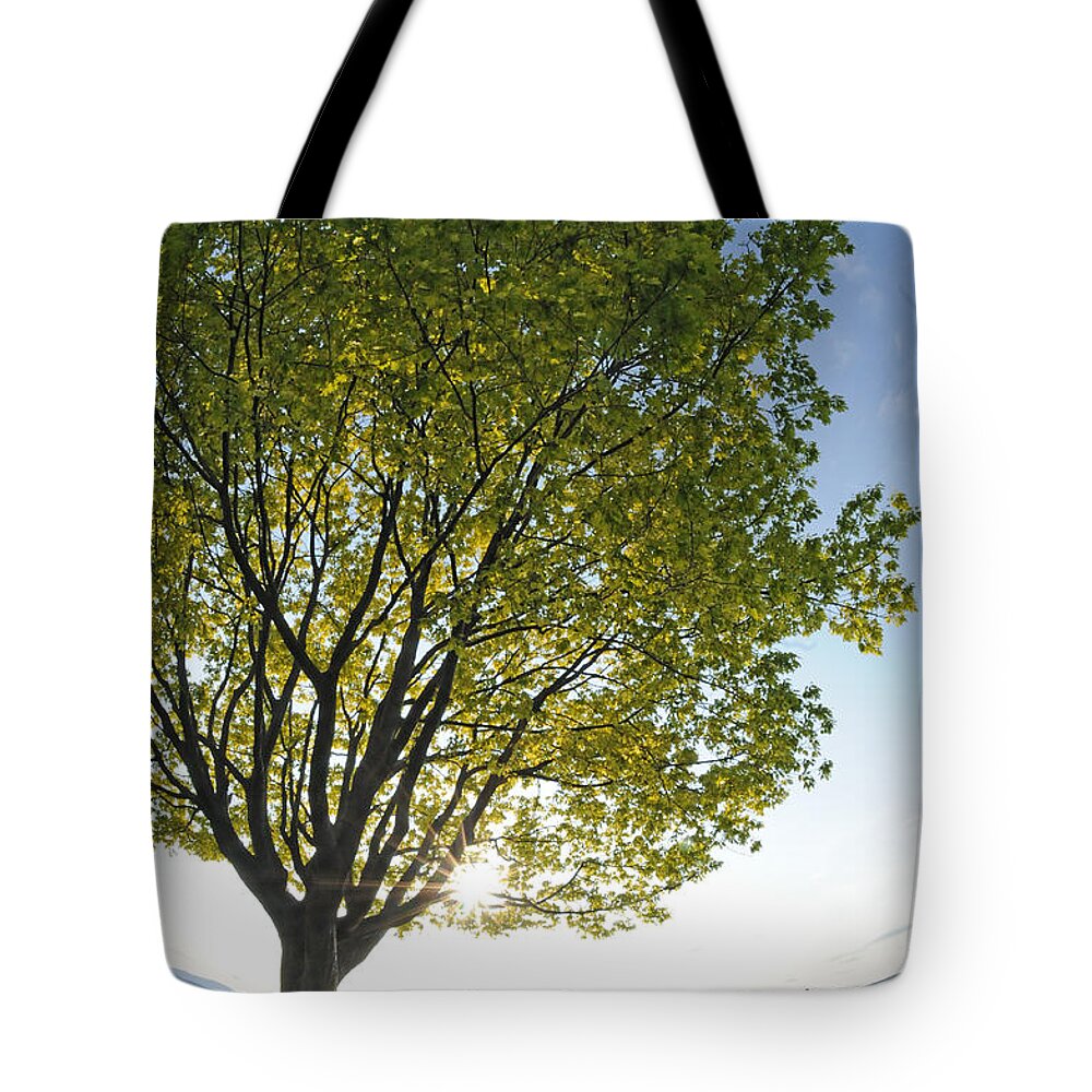 Tree Tote Bag featuring the photograph Relaxing under a tree by Matt McDonald