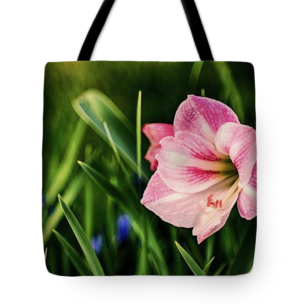 Flower Tote Bag featuring the photograph Remembering Amaryllis by Ches Black