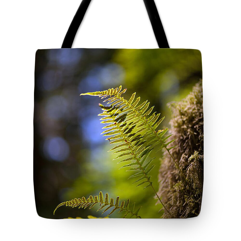 Fern Tote Bag featuring the photograph Renewal Ferns by Mike Reid