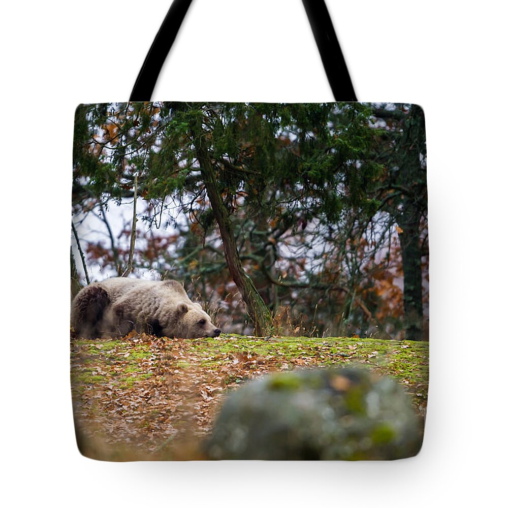 Bear Tote Bag featuring the photograph Resting Bear by Torbjorn Swenelius