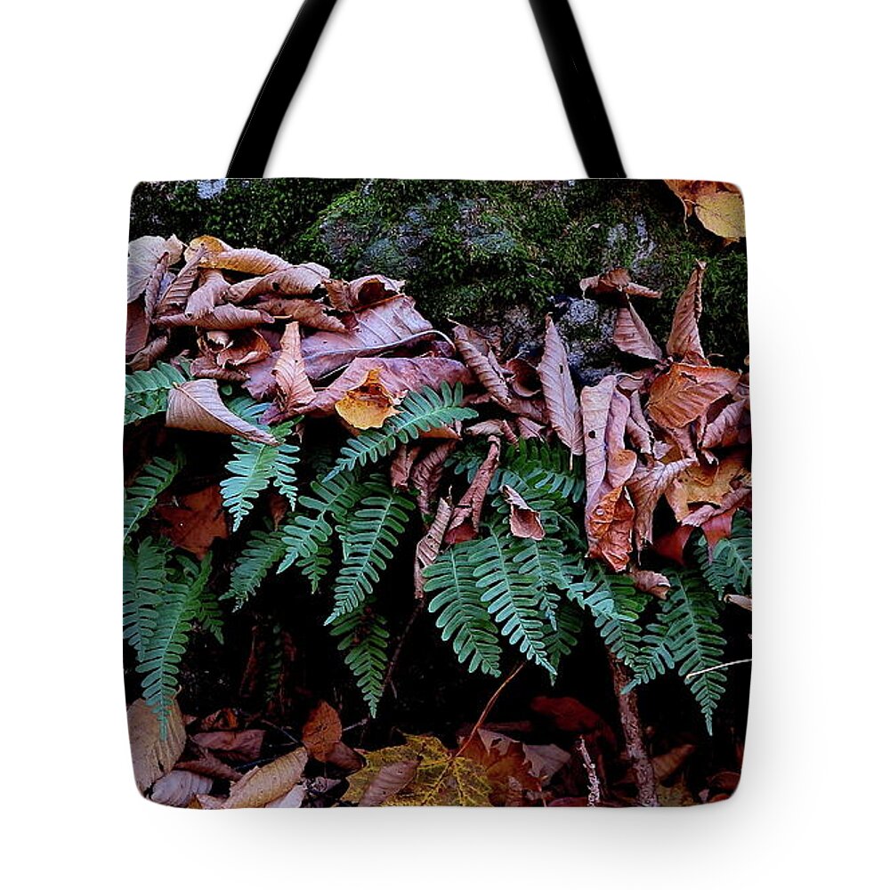 Fern Tote Bag featuring the photograph Resurrection Fern Along The Appalachian Trail by Daniel Reed