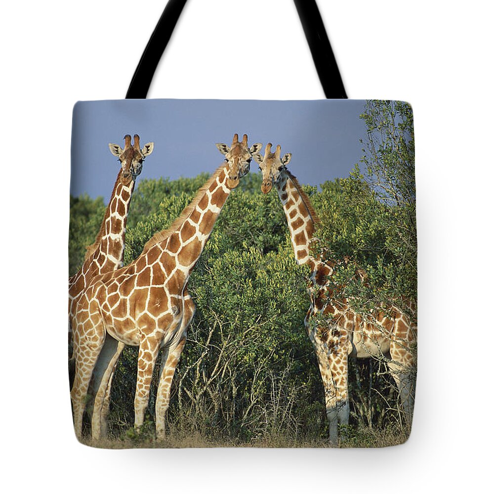 00910207 Tote Bag featuring the photograph Reticulated Giraffe Trio by Kevin Schafer