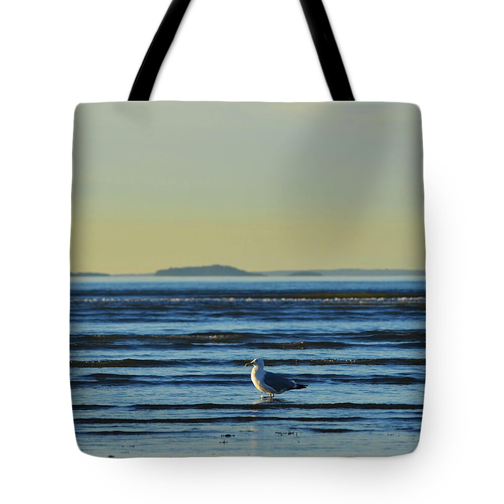 Revere Tote Bag featuring the photograph Revere Beach Seagull Revere MA by Toby McGuire