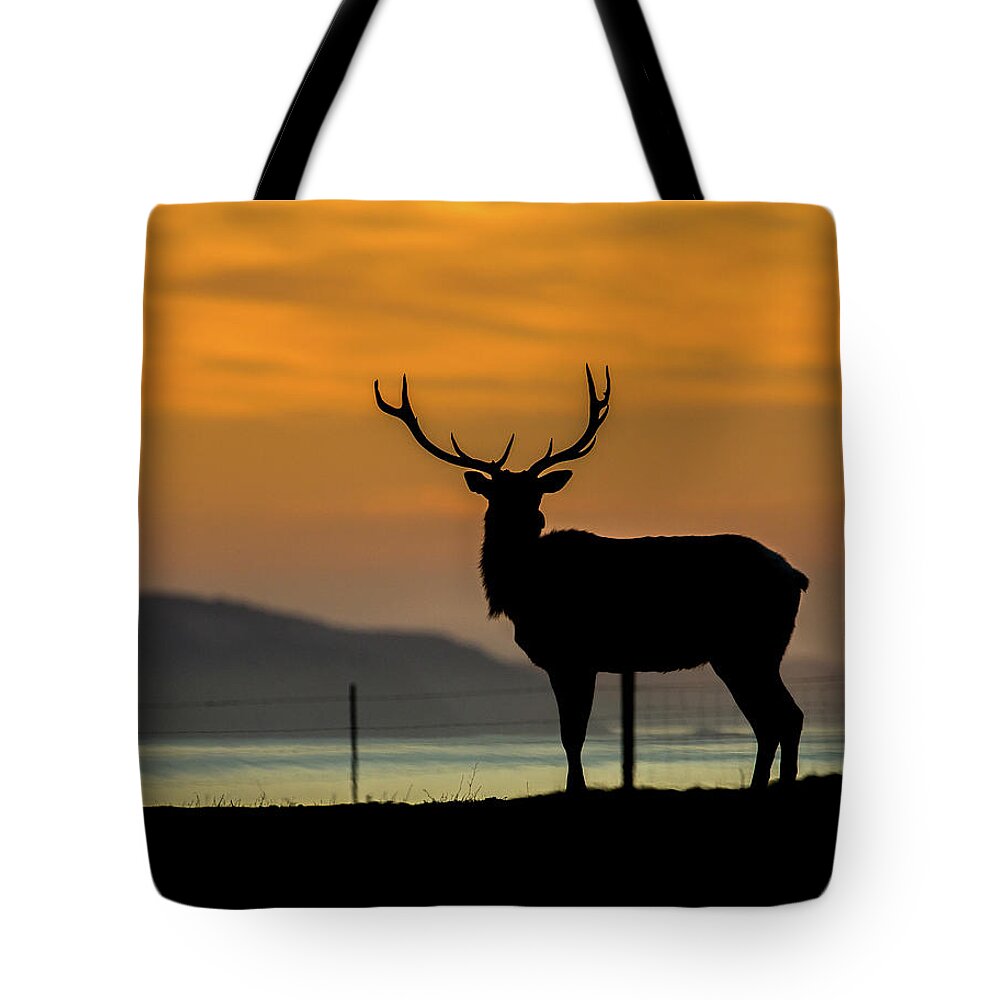 Bobcat Tote Bag featuring the photograph Reyes Morning by Kevin Dietrich