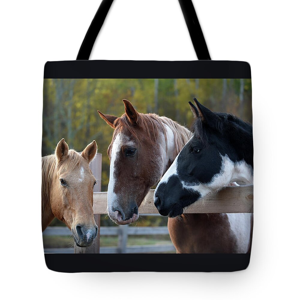 Rosemary Farm Tote Bag featuring the photograph Remy, Rhett, and Cleo by Carien Schippers