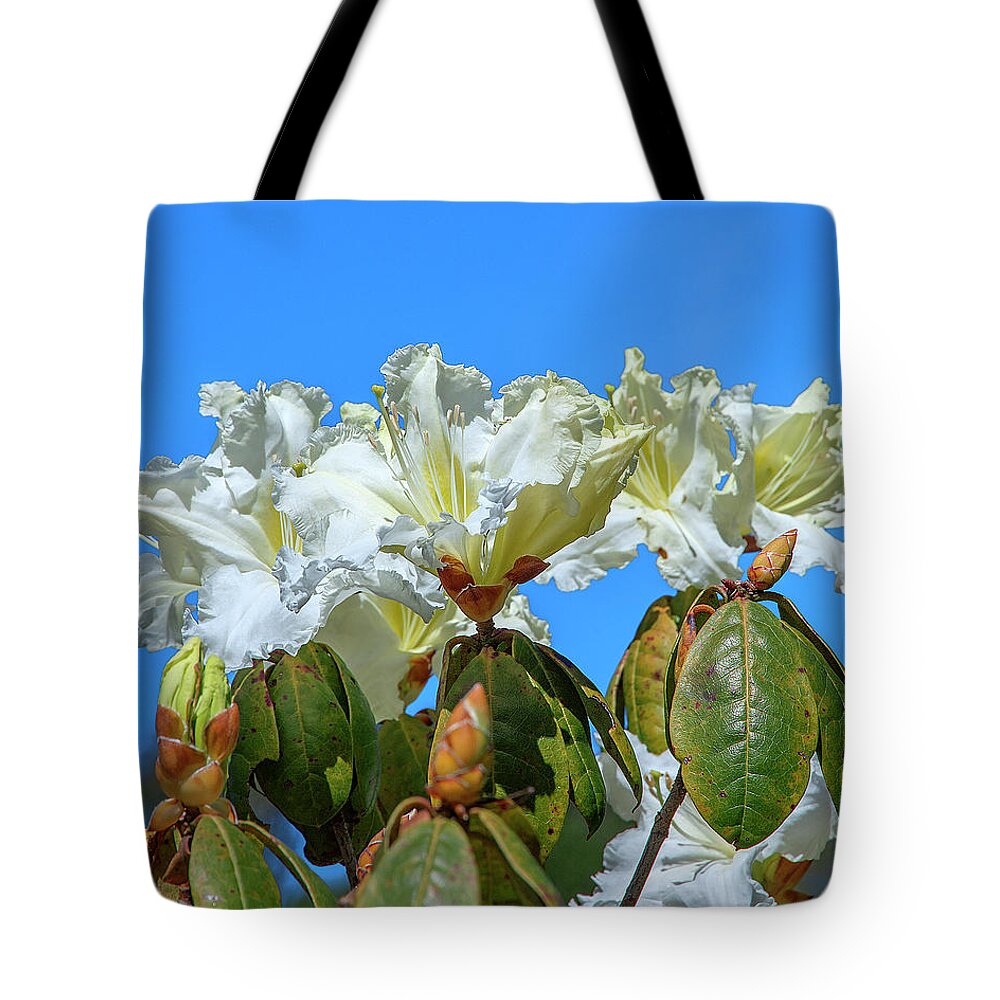 Nature Tote Bag featuring the photograph Rhododendron ciliicalyx DTHN0213 by Gerry Gantt