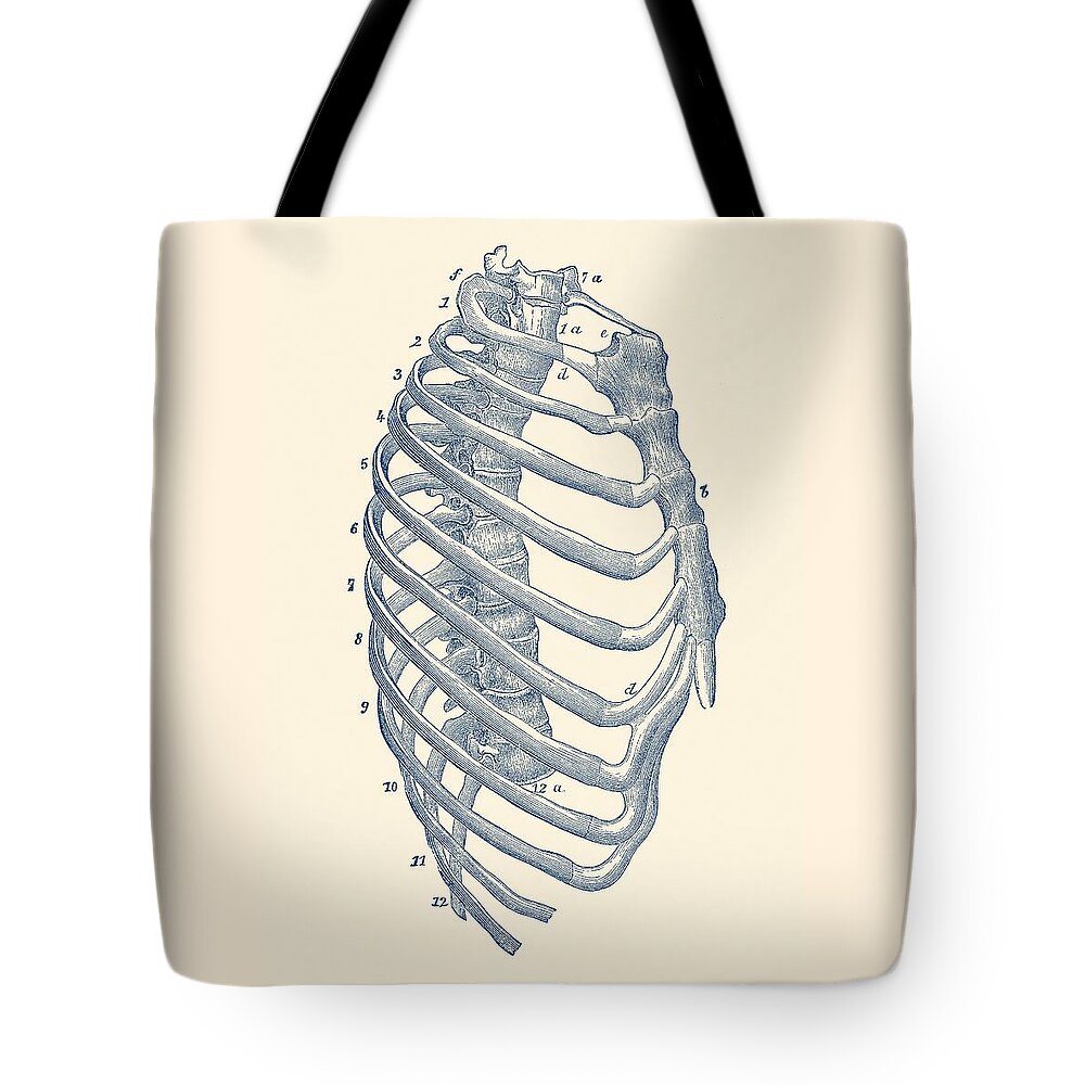 Skeleton Tote Bag featuring the drawing Rib Cage Diagram - Vintage Anatomy Print by Vintage Anatomy Prints