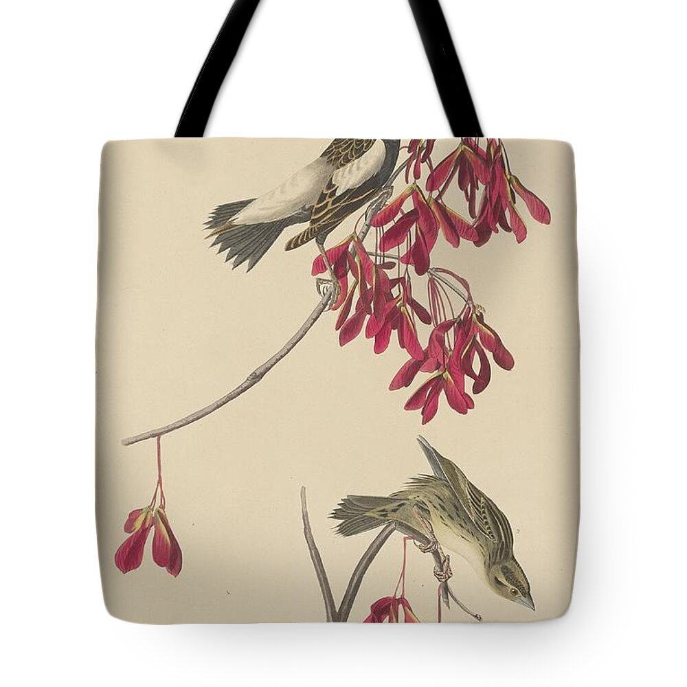  Tote Bag featuring the drawing Rice Bunting by Dreyer Wildlife Print Collections 