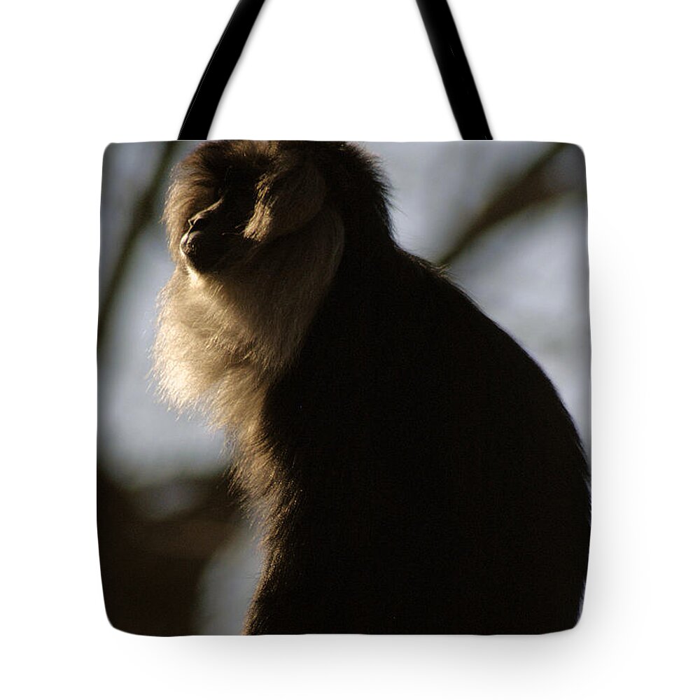 Memphis Zoo Tote Bag featuring the photograph Rim Light by DArcy Evans