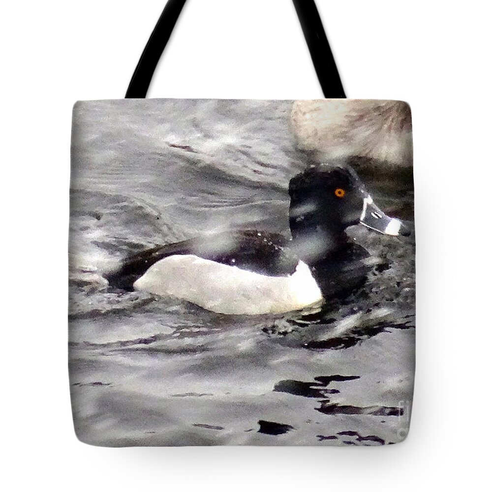 Copyright 2015 By Christopher Plummer Tote Bag featuring the photograph Ring Necked Duck in Snow by Christopher Plummer