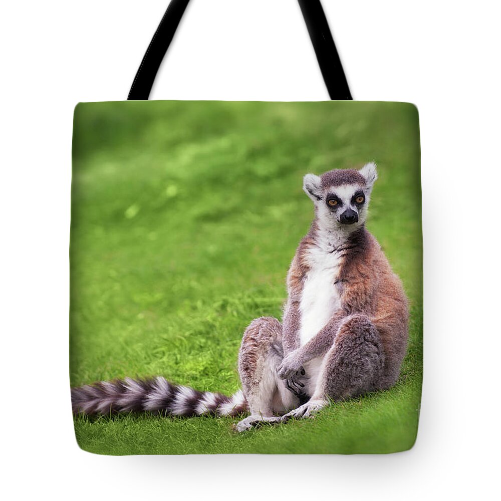 Ring Tote Bag featuring the photograph Ring Tailed Lemur by Amanda Elwell