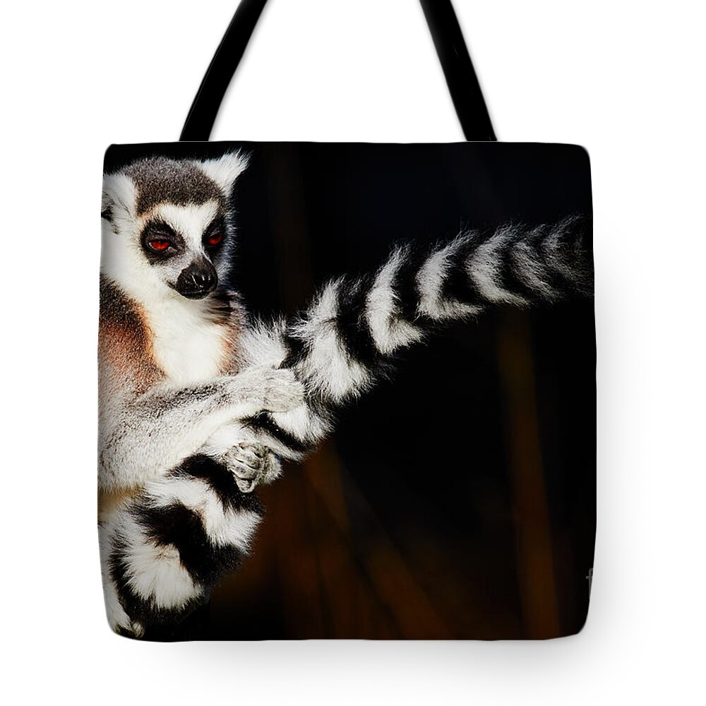 Animal Tote Bag featuring the photograph Ring-tailed lemur by Nick Biemans