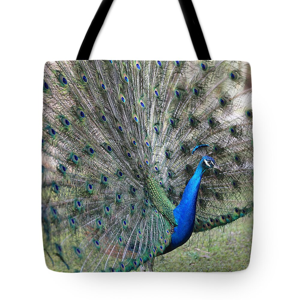 Peacock Tote Bag featuring the photograph Rise and Shine Peacock by Carol Groenen
