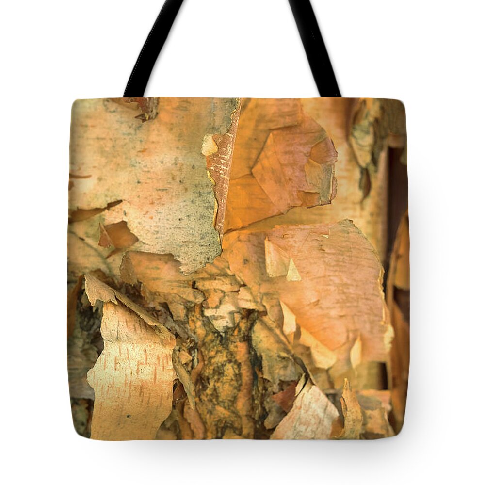 River Birch Tree Tote Bag featuring the photograph River Birch by Tom Singleton
