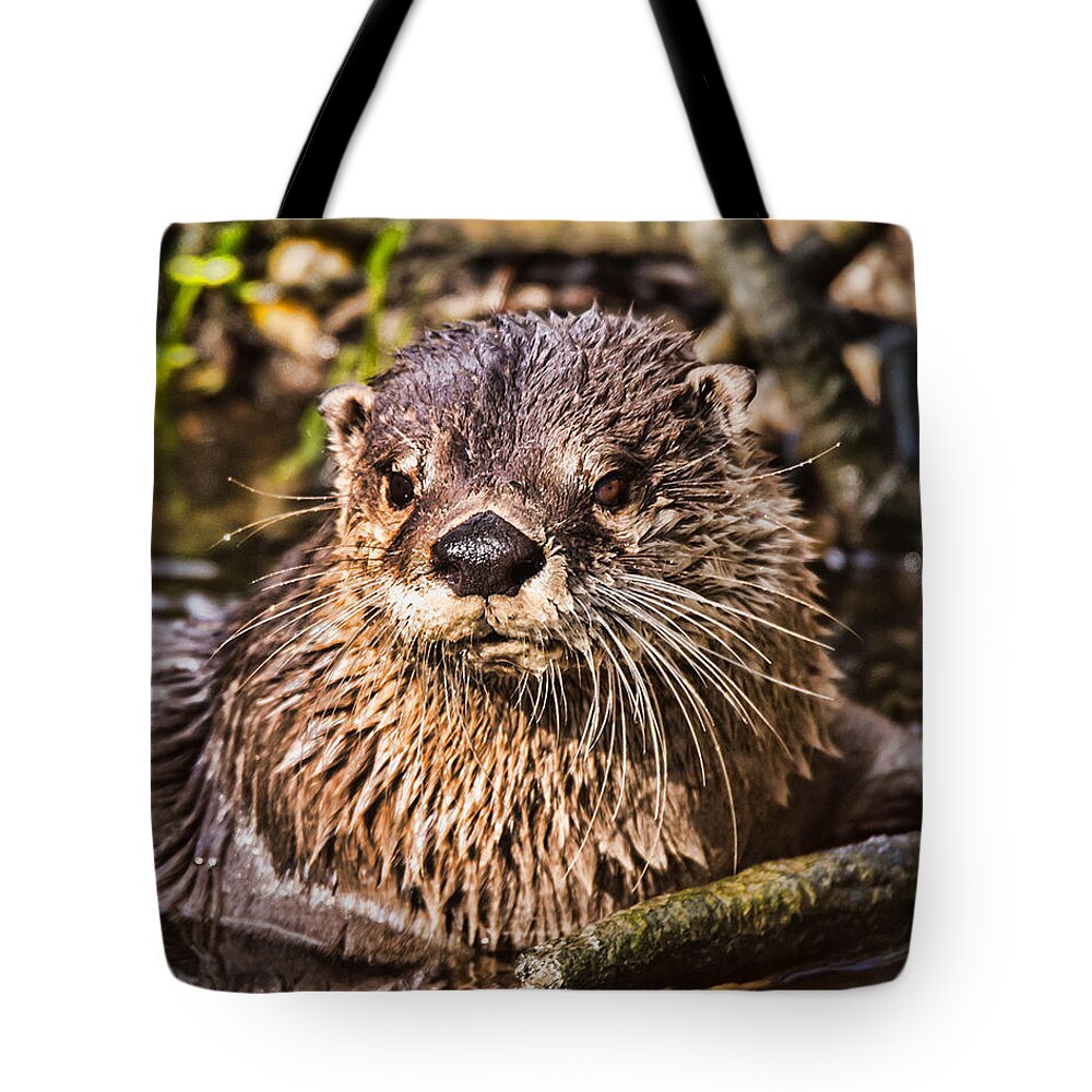 River Otter Tote Bag featuring the photograph River Otter by Joe Granita
