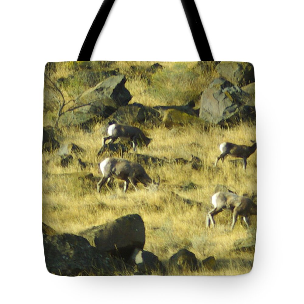 Sheep Tote Bag featuring the photograph Roaming Free by Dale Stillman