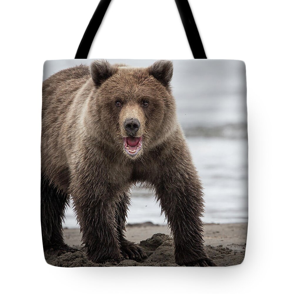 Bear Tote Bag featuring the photograph Roar by Linda Cullivan