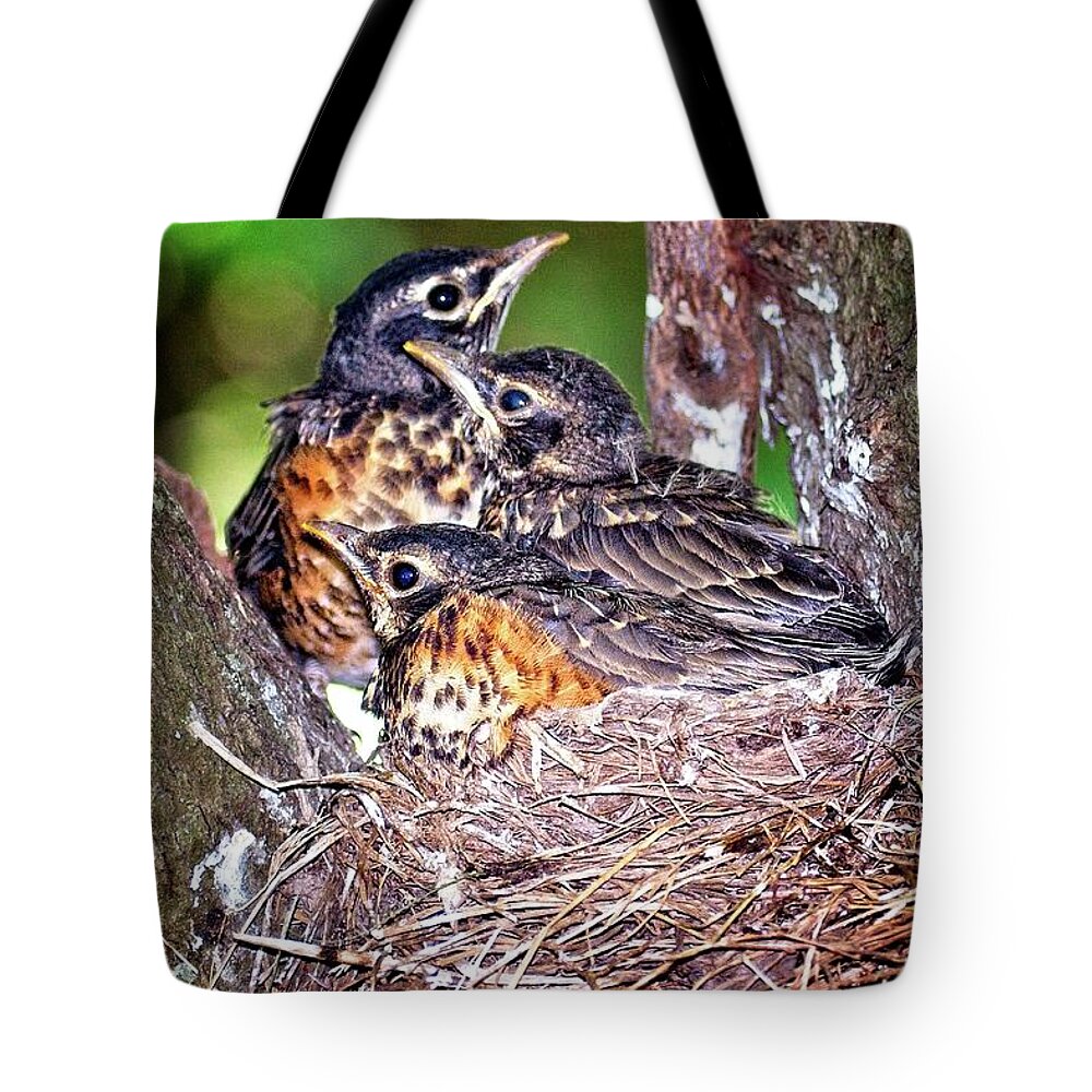 Blackwater National Wildlife Refuge Tote Bag featuring the photograph Robin Chicks by Ronald Lutz
