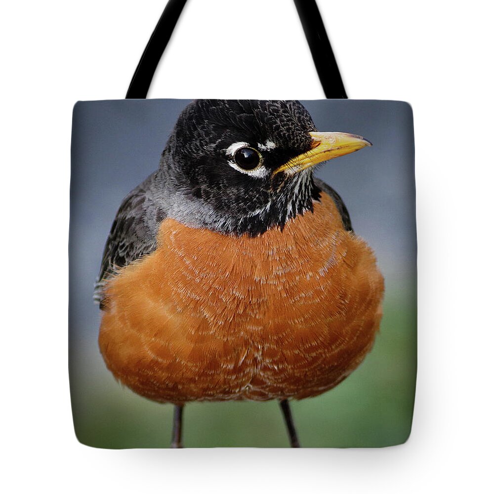 Robin Tote Bag featuring the photograph Robin II by Douglas Stucky