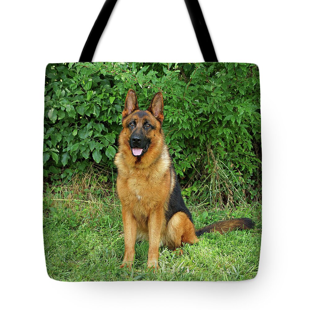 German Shepherd Tote Bag featuring the photograph Rocco Sitting by Sandy Keeton