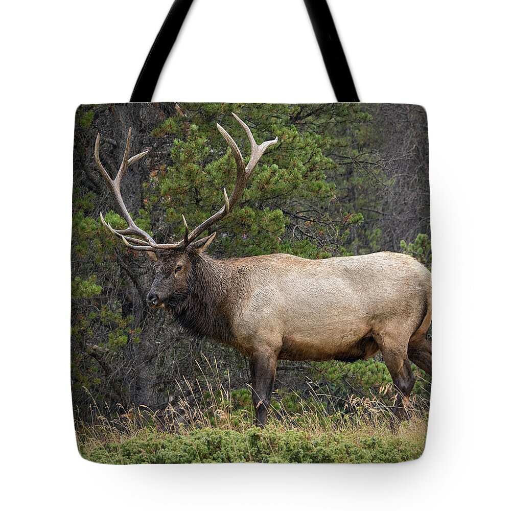 Colorado Tote Bag featuring the photograph Rocky Mountain National Park Bull Elk by John Vose