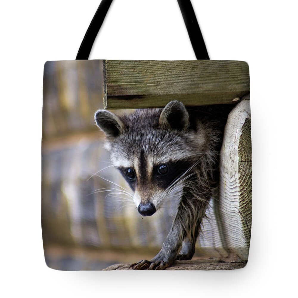 Rocky Tote Bag featuring the photograph Rocky The Raccoon by Kathy Clark