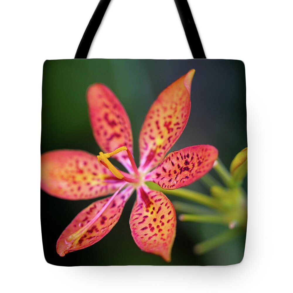 Flower Tote Bag featuring the photograph Room to Grow by Mary Anne Delgado