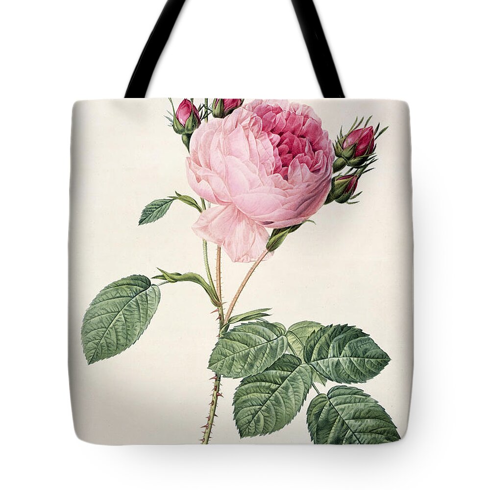 Rosa Tote Bag featuring the drawing Rosa Centifolia by Pierre Joseph Redoute