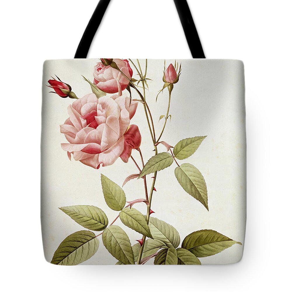 Rosa Tote Bag featuring the painting Rosa Indica Vulgaris by Pierre Joseph Redoute