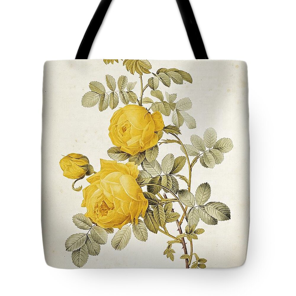 Rosa Tote Bag featuring the drawing Rosa Sulfurea by Pierre Redoute