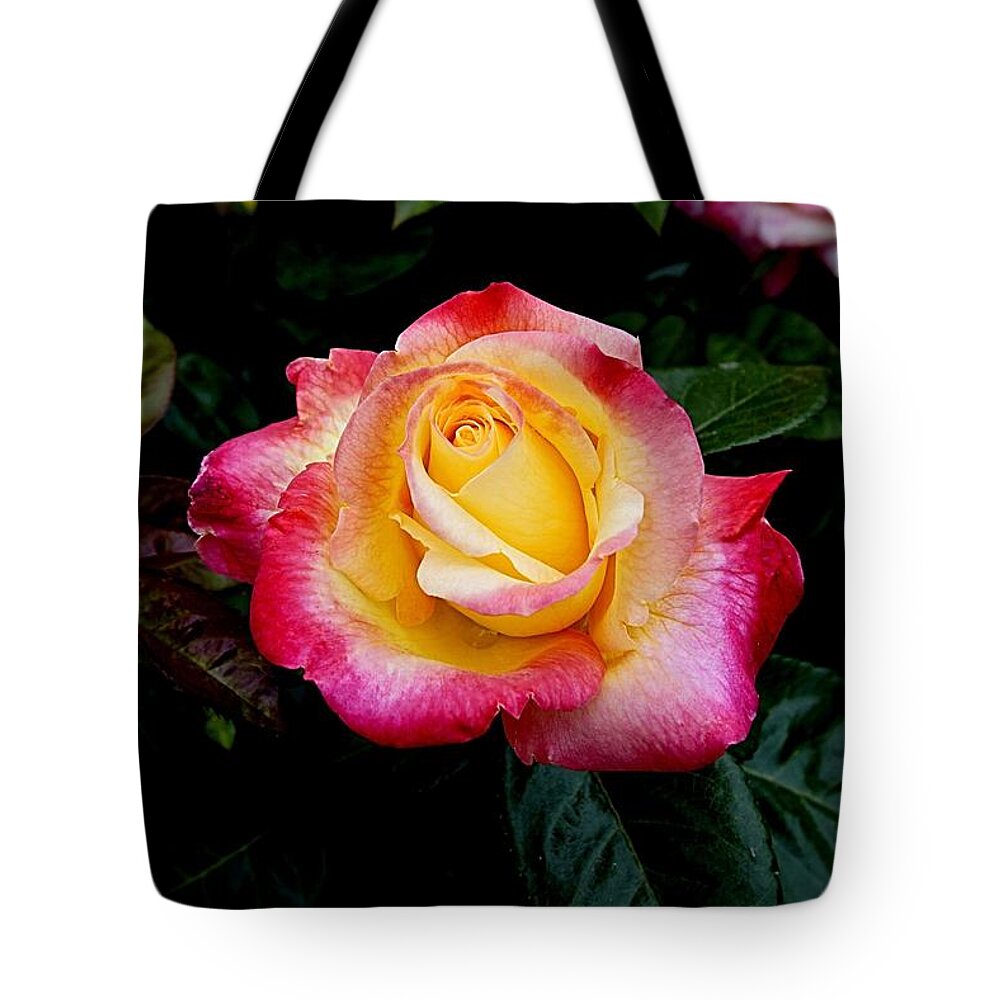 Rose Tote Bag featuring the photograph Rose 1 by Nick Kloepping