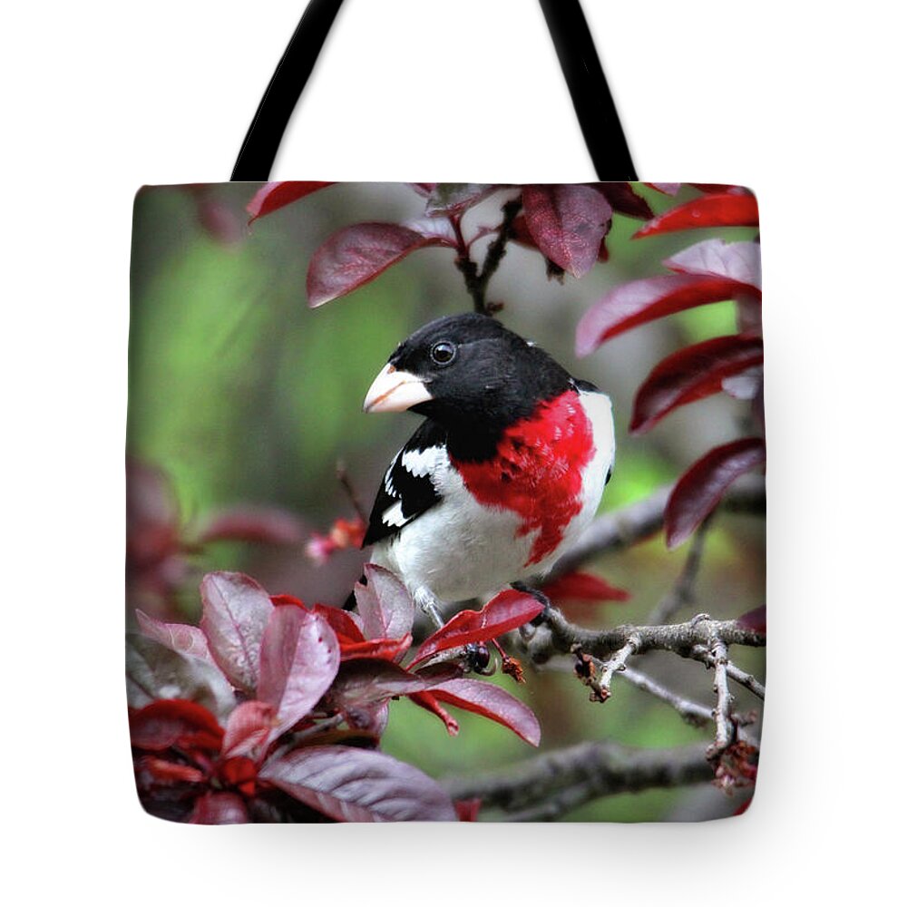 Birds Tote Bag featuring the photograph Rose-Breasted Grosbeak by Trina Ansel