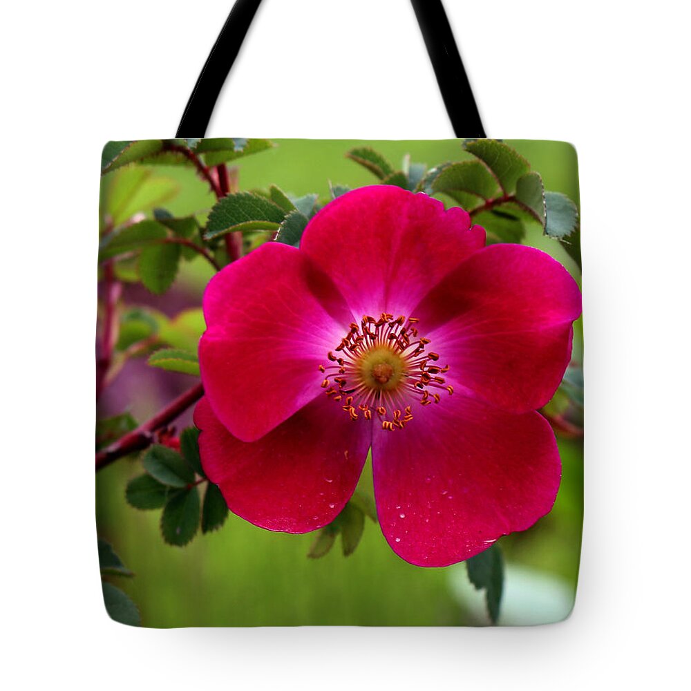 Dreamer By Design Photography Tote Bag featuring the photograph Rose Garden by Kami McKeon