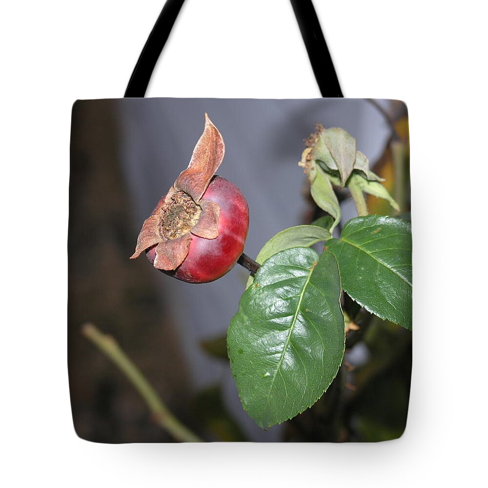 Rose Hip Tote Bag featuring the photograph Rose Hip by Stephen Daddona